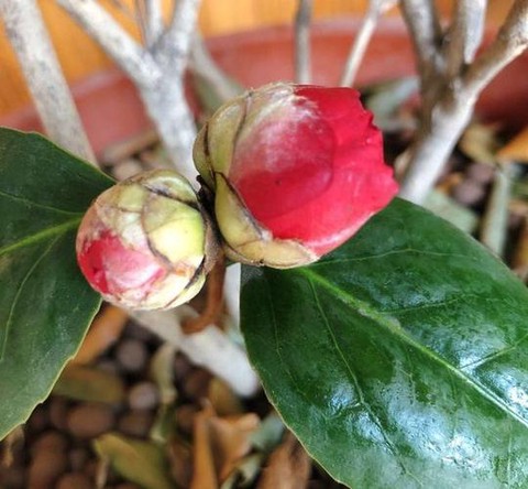 侠客风云传茶花叫什么[图1]