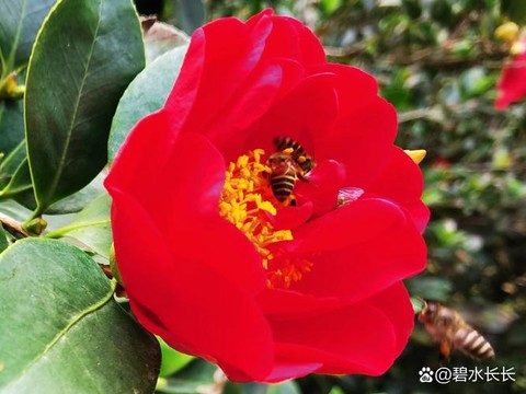 侠客风云传茶花叫什么[图2]