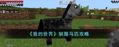 我的世界小黑怎么驯服